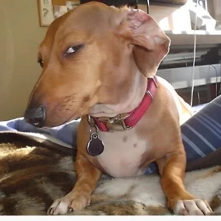 A dog looking sideways
